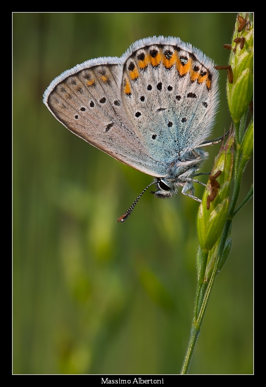 Licenide 2 (9 maggio 2009)