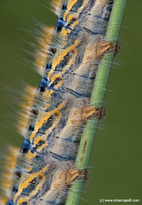 Particolare di bruco