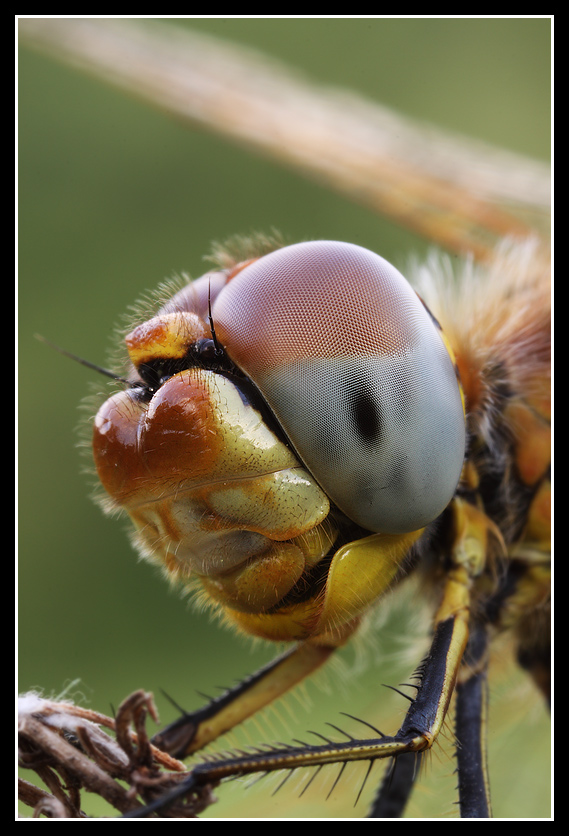 Sympetrum fonscolombi