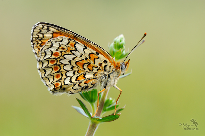 Liscia... gasata... effervescente naturale!