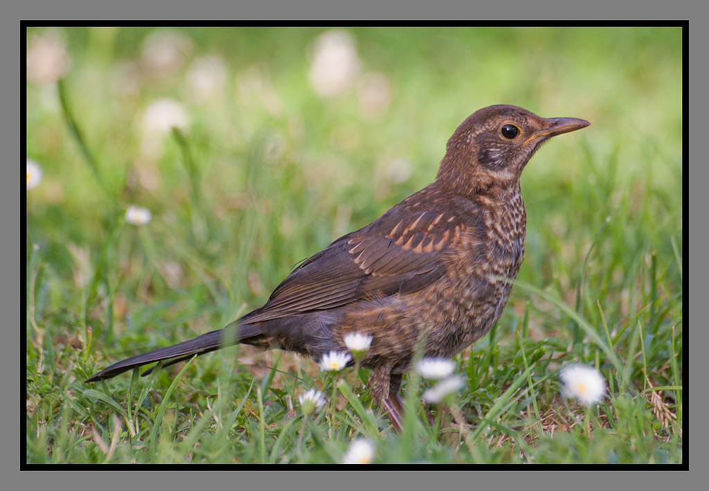 Merla @ Villa Comunale