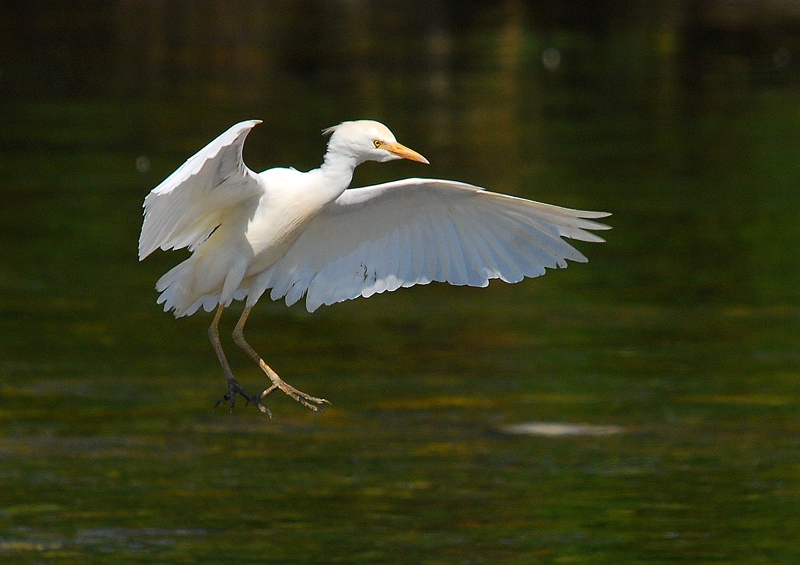Guardabuoi in planata