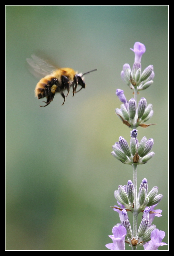 Animali: bombo su lavanda