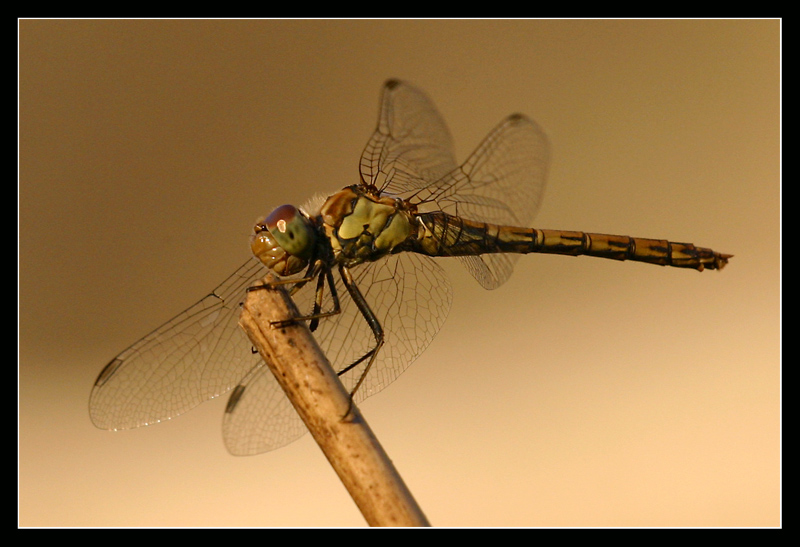 Animali: libellula