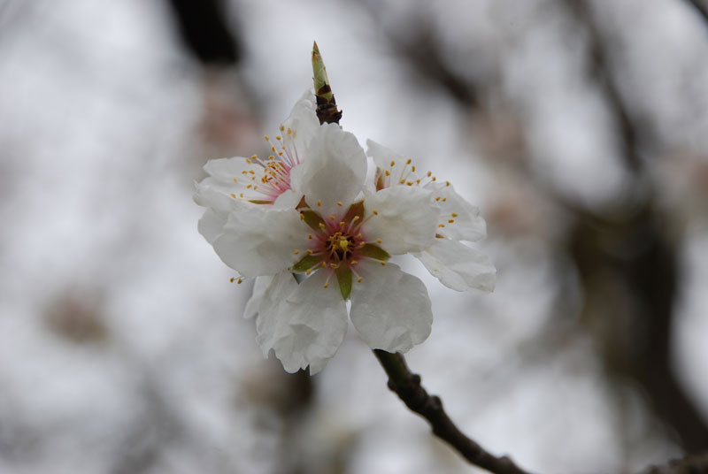 Mandorlo in fiore