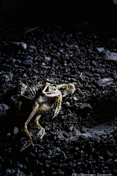 nascita e morte accidentale di una coppia di anarchici