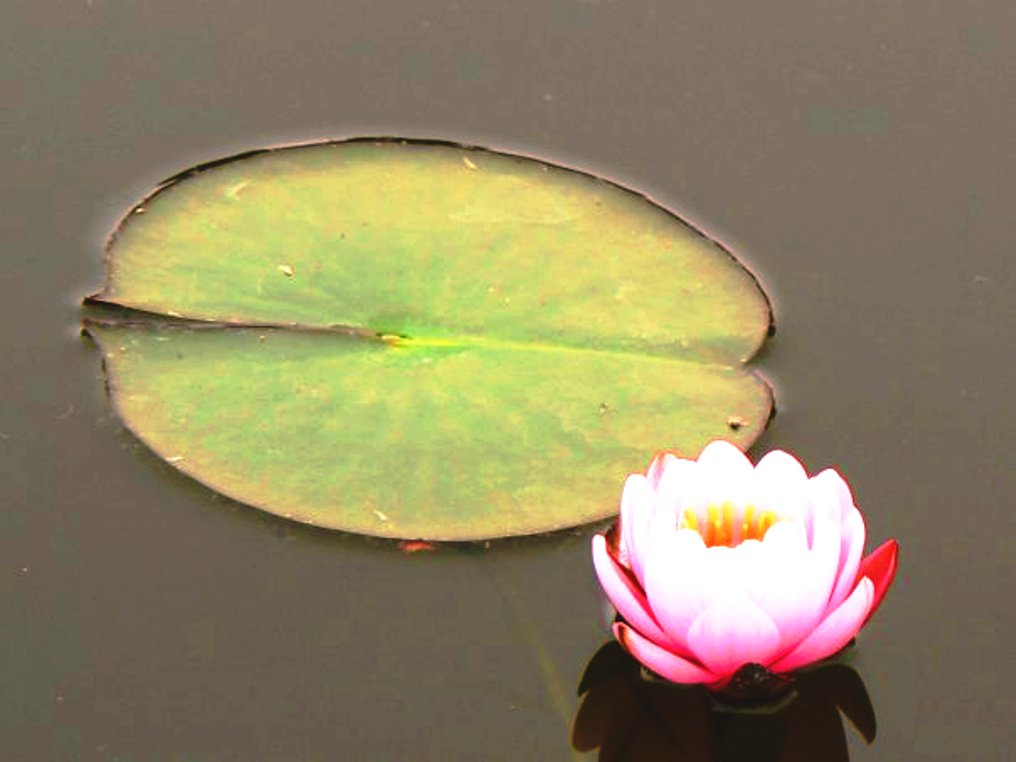 un fiore di loto...con un'amica