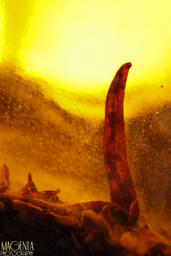 paesaggi astratti(peperoncino)