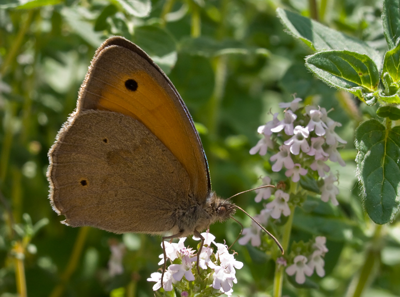 farfalla su timo fiorito