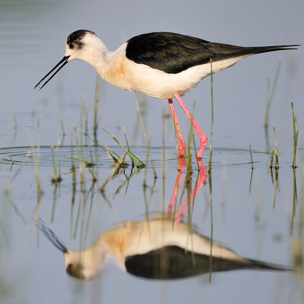 L'occhio del cavaliere