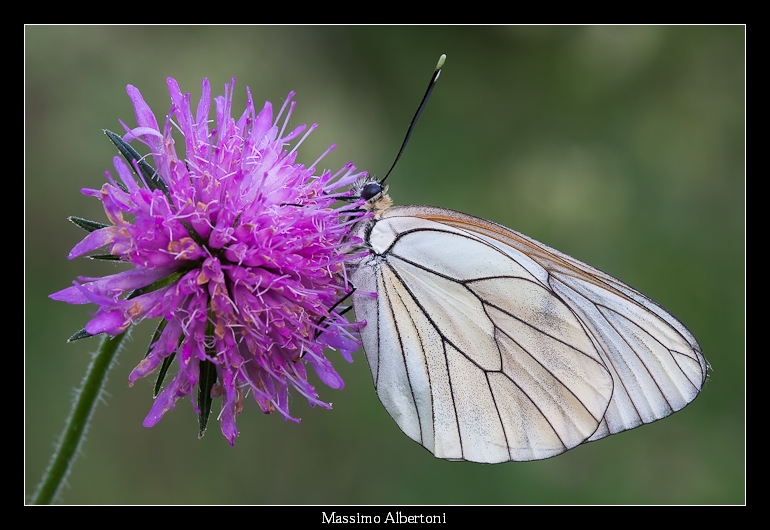 Aporia crataegi (23 maggio 2009)