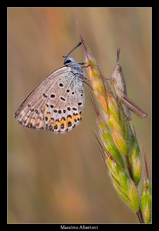La strana coppia (24 maggio 2009)
