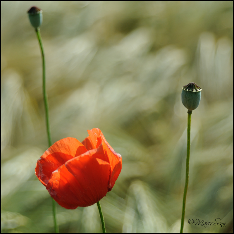 Papaveri e spighe