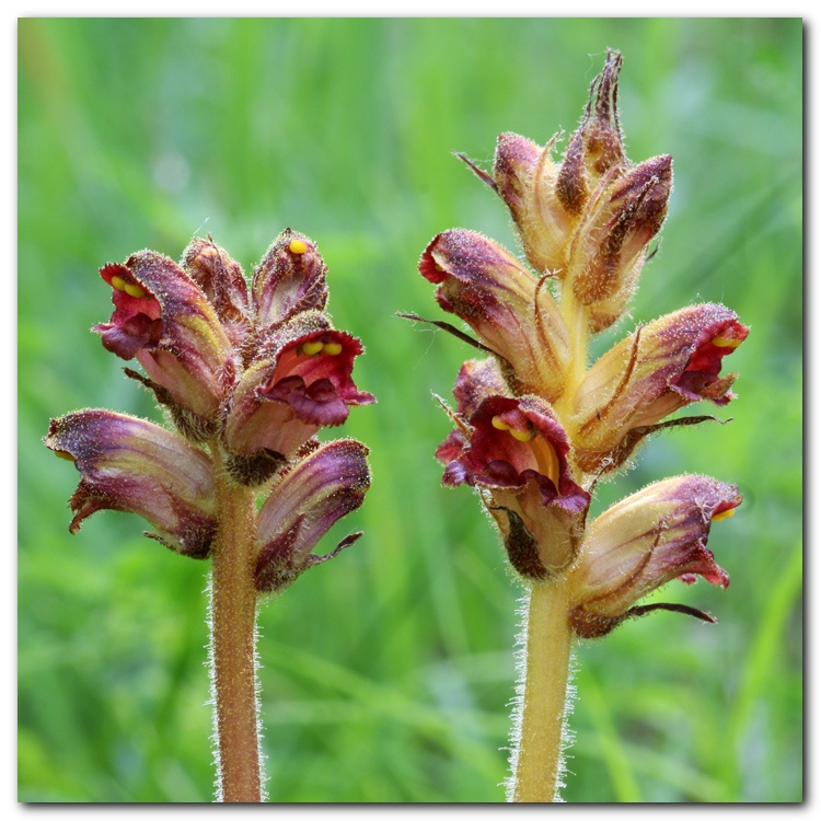 Orobanche.