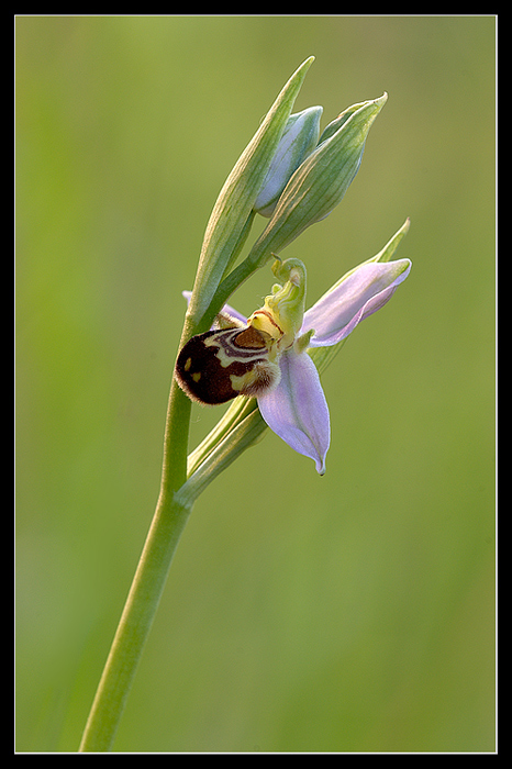 Ophrys Apifera