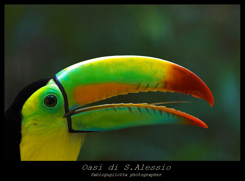tucano