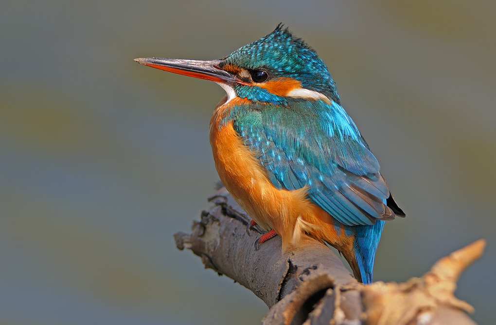 Meravigliosa creatura