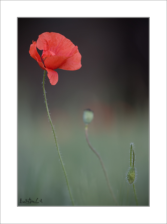 Fantasia cromatica BWV 903