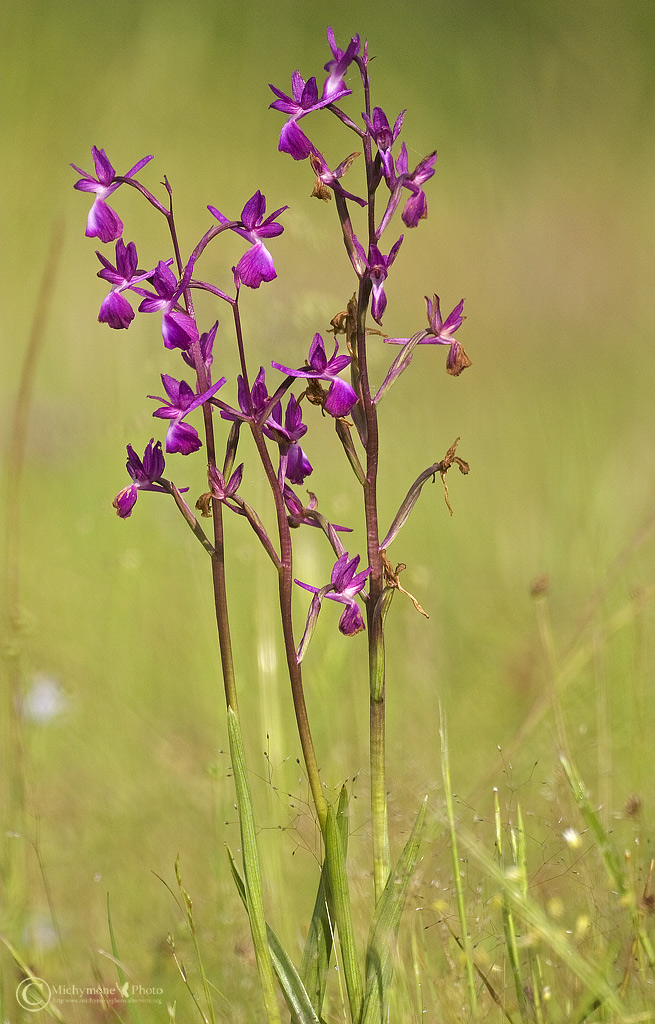 Orchidea sconosciuta