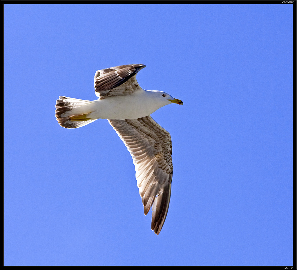 Gabbiano # 7