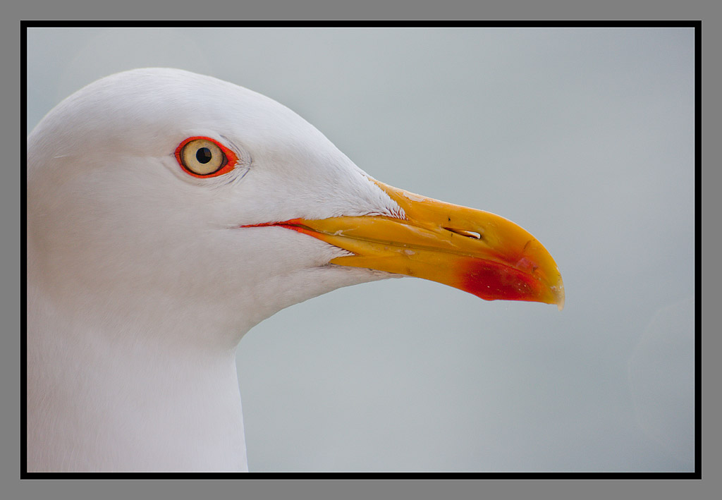 Seagull portrait