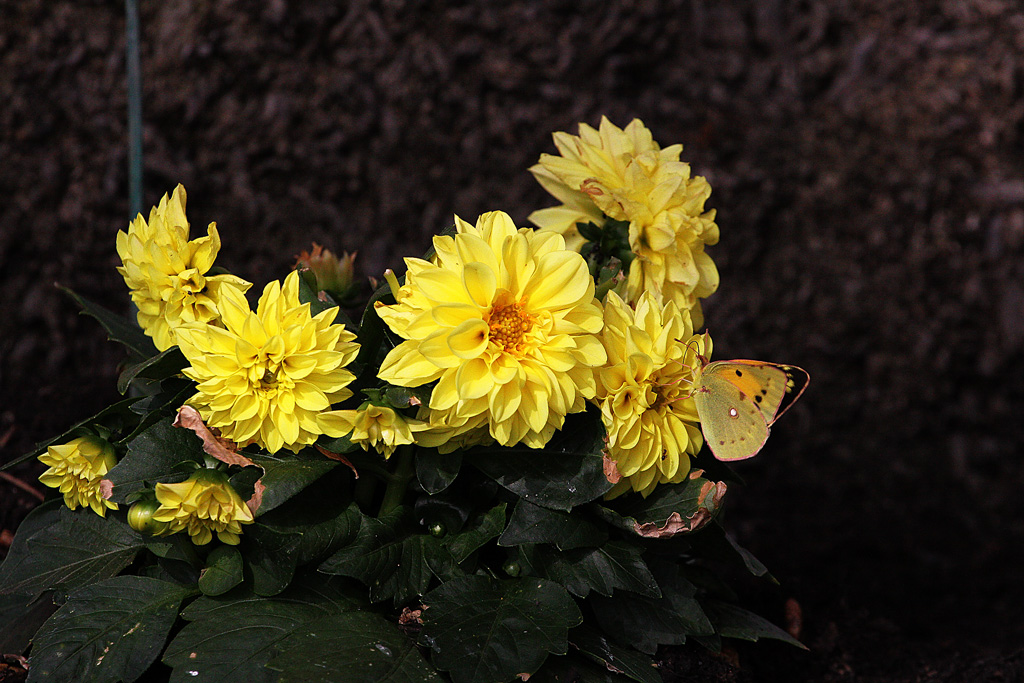 giallo con giallo...