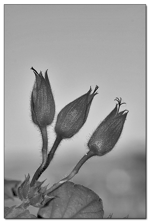 Tre-boccioli-di-geranio