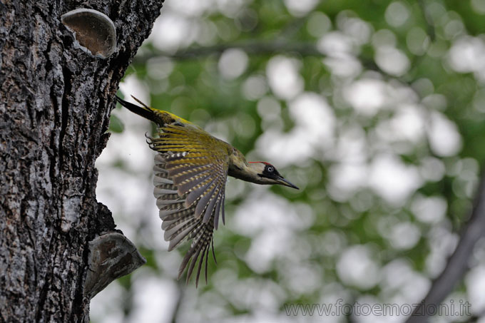 Picchio Verde - la partenza