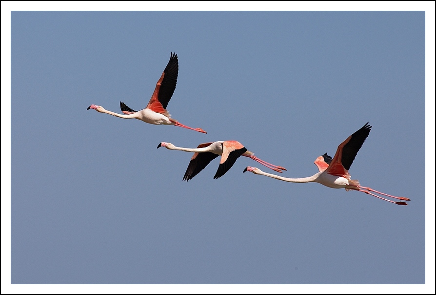 Camargue - Fenicotteri