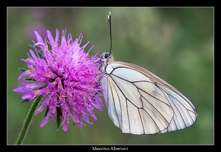 Aporia crataegi... il ritorno!