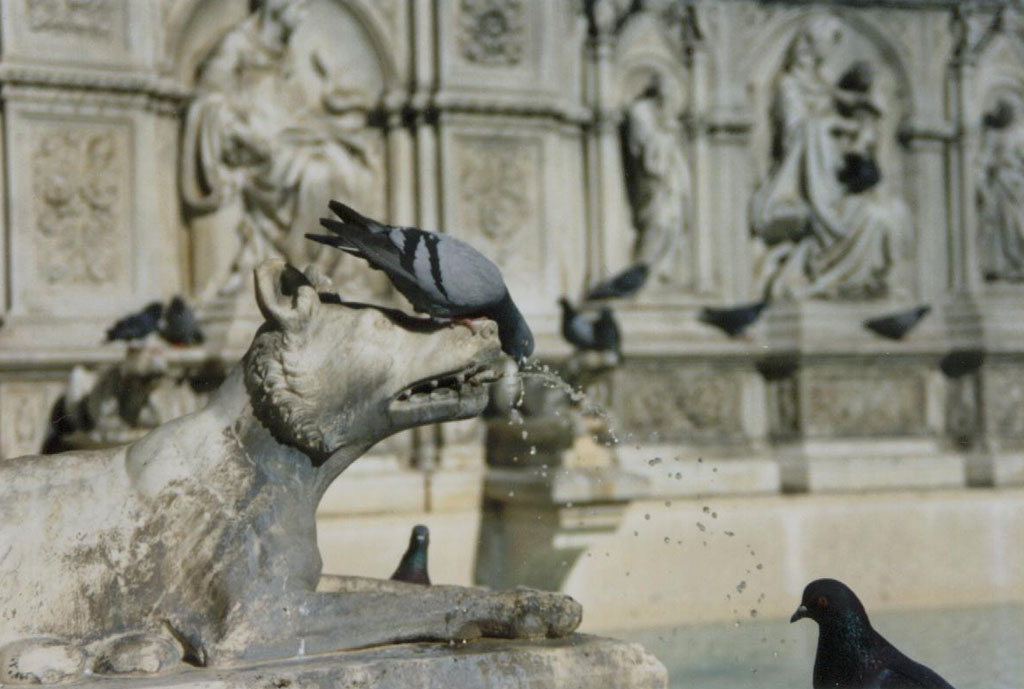 Siena - Fontana in piazza del Campo