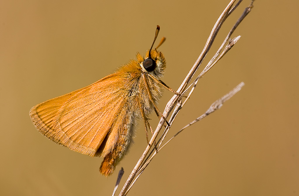 La farfallina della Calvana