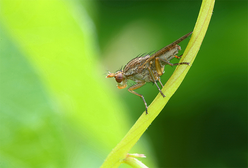 ...Mosca,Ape e Ramarro...!!!