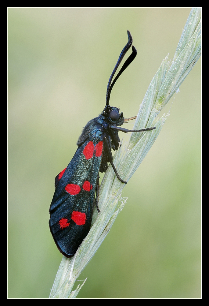 Zygaena