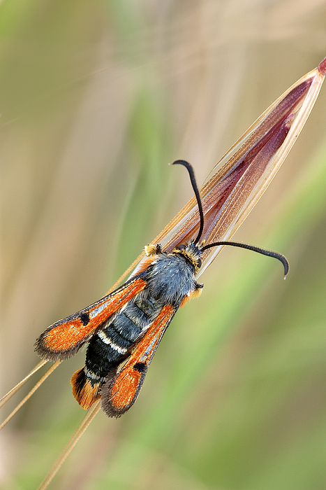 Pyropteron Chrysidiformis (ex U.F.O, grazie a dome51 per l'identificazione)