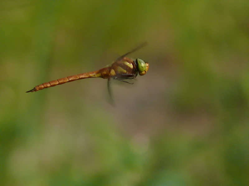 Anax in volo 2