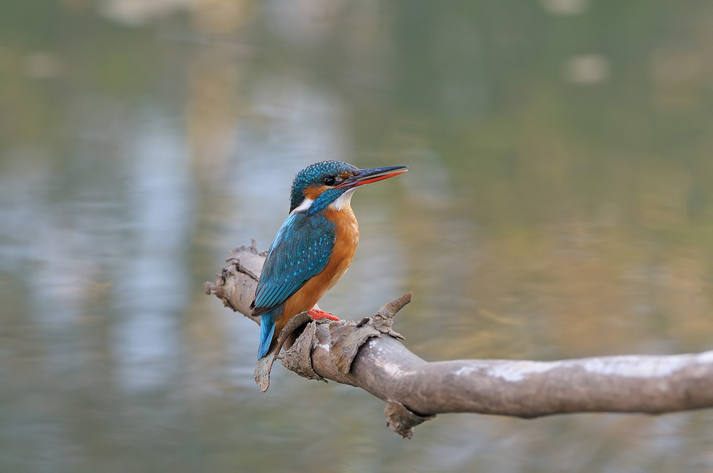 il paradiso terrestre