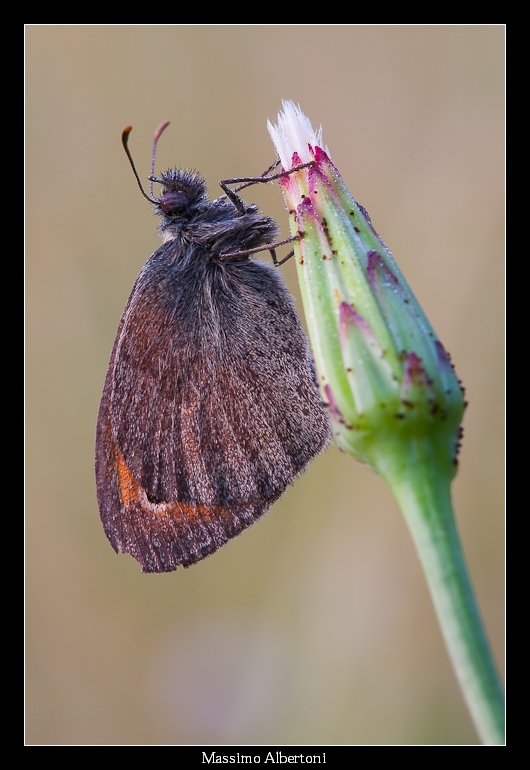 Satyrinae su pennello...