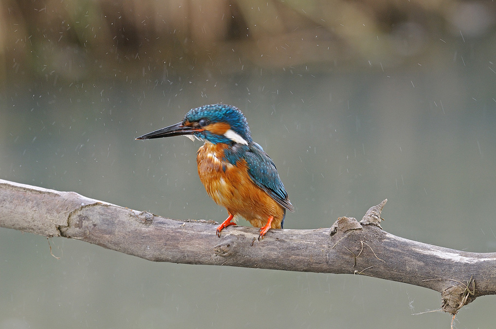 Martino come un cagnolino