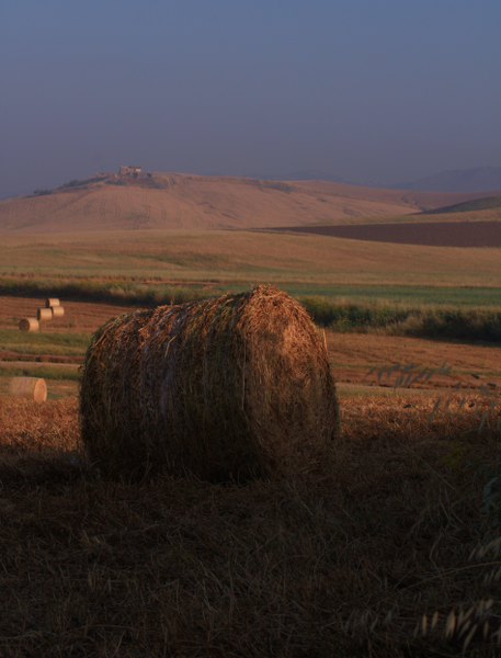 Il fieno e l' Alba