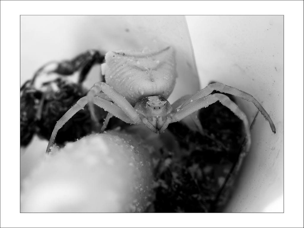 Foto storica ad un ragno.....