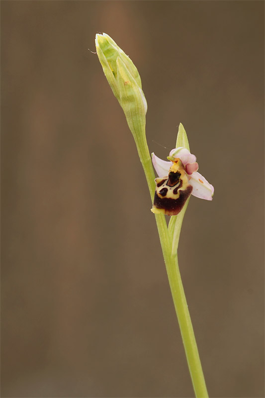 ophrys