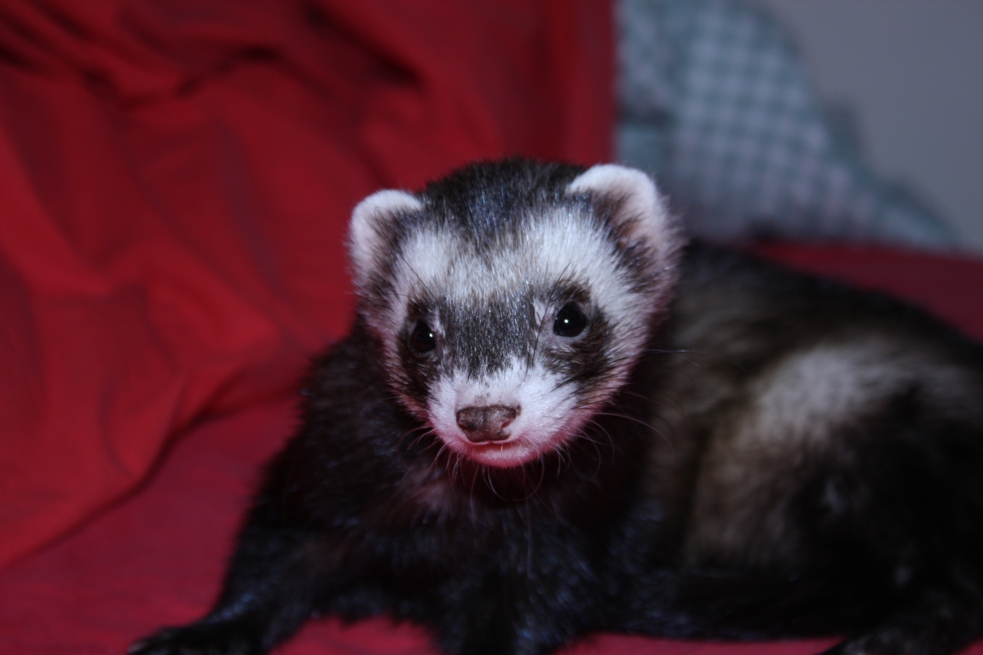 Jimmy un furetto bellissimo