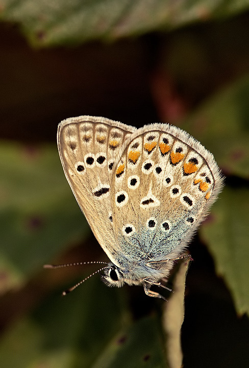 Polyommatus icarus