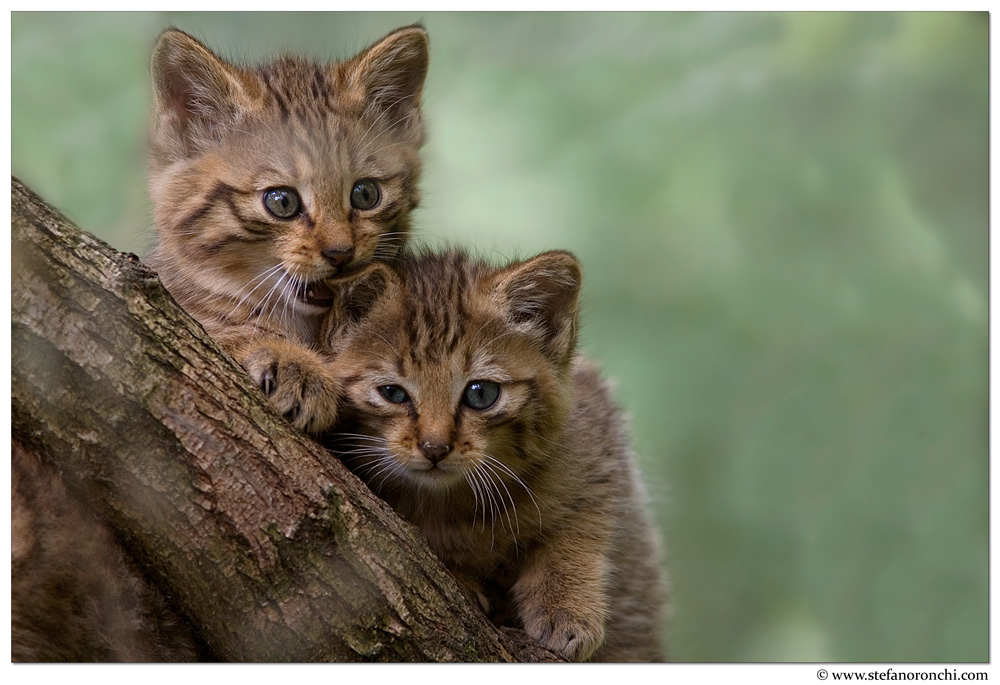 Cuccioli di gatto selvatico