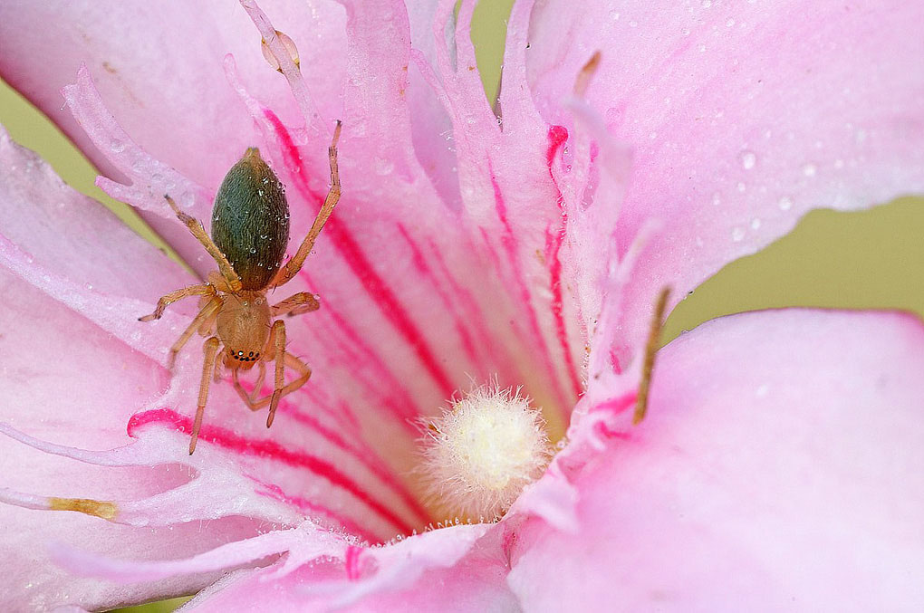 Ragnetto su oleandro