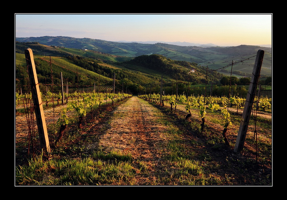 Scende la sera sui vigneti