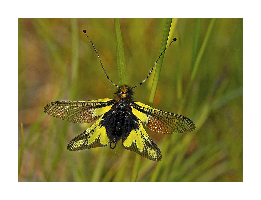 Libelloides Coccajus