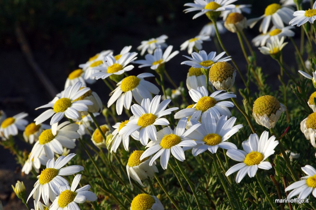 fioritura di margherite sulla spiaggia