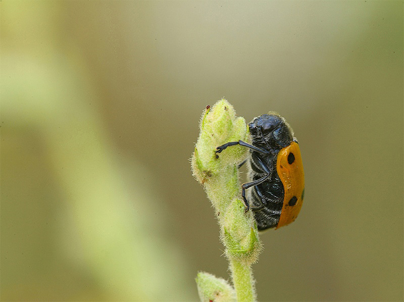 ...Cicciottello...!!!